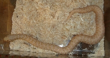 Pastel Pink Female