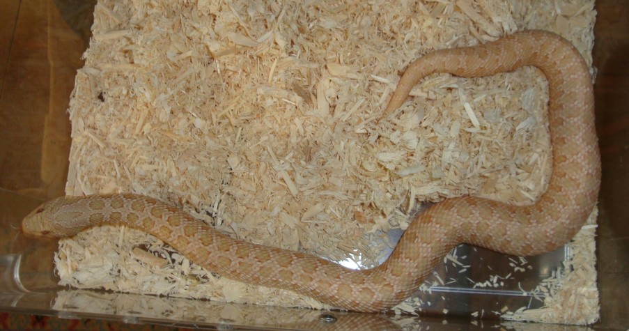 Pastel Pink Female