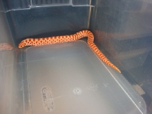Extreme Red Albino Female 2