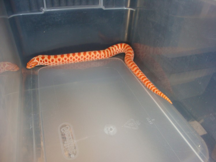 Extreme Red Albino Female 2