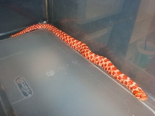 Extreme Red Albino Female