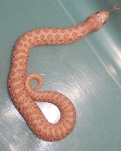 2009 Pastel Pink
