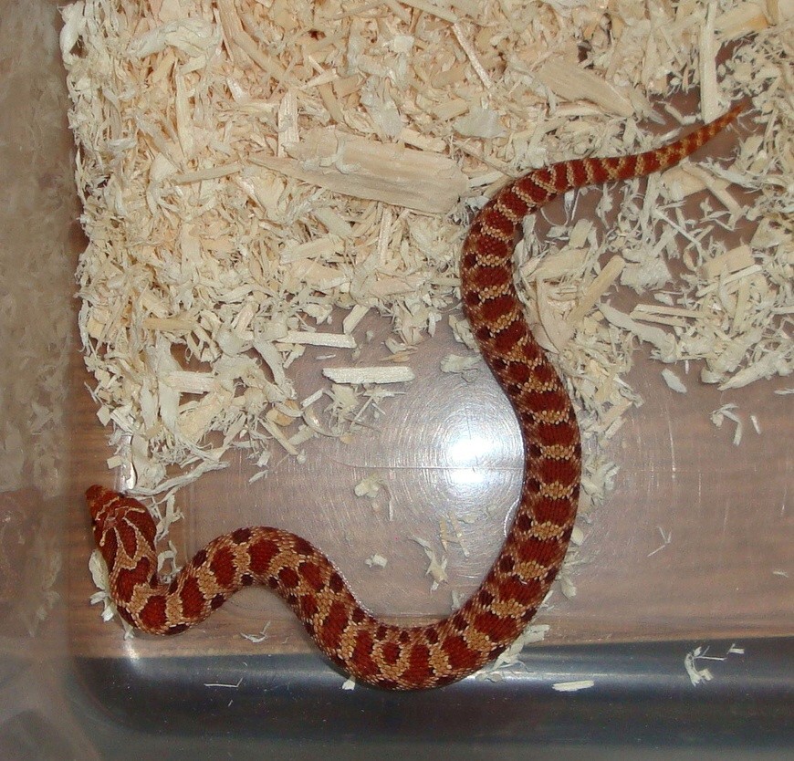Het Extreme Red Albino Male