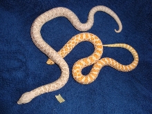 Pink Pastel Albino Male
