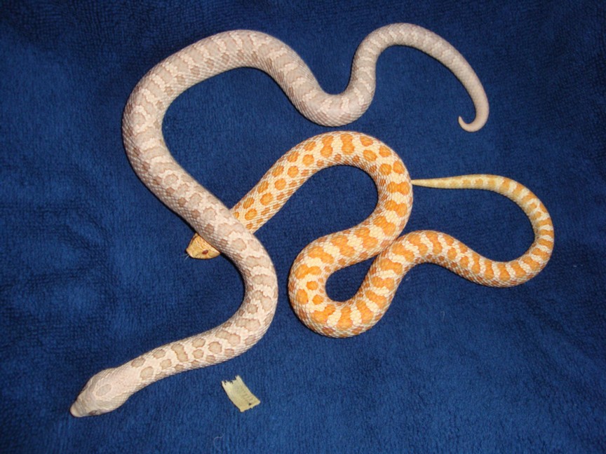 Pink Pastel Albino Male