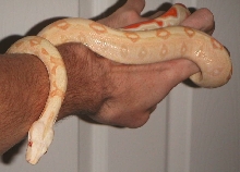 spike