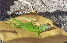 Kam sunning