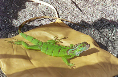 Kam sunning