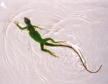 Swimming