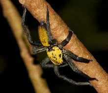 Can anyone help identify this one ?