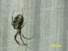 Yellow and Black Garden Spider