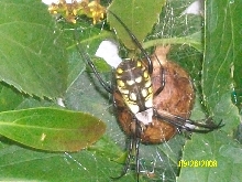 Yellow Garden Spider with egg sac