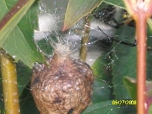 Egg Sac