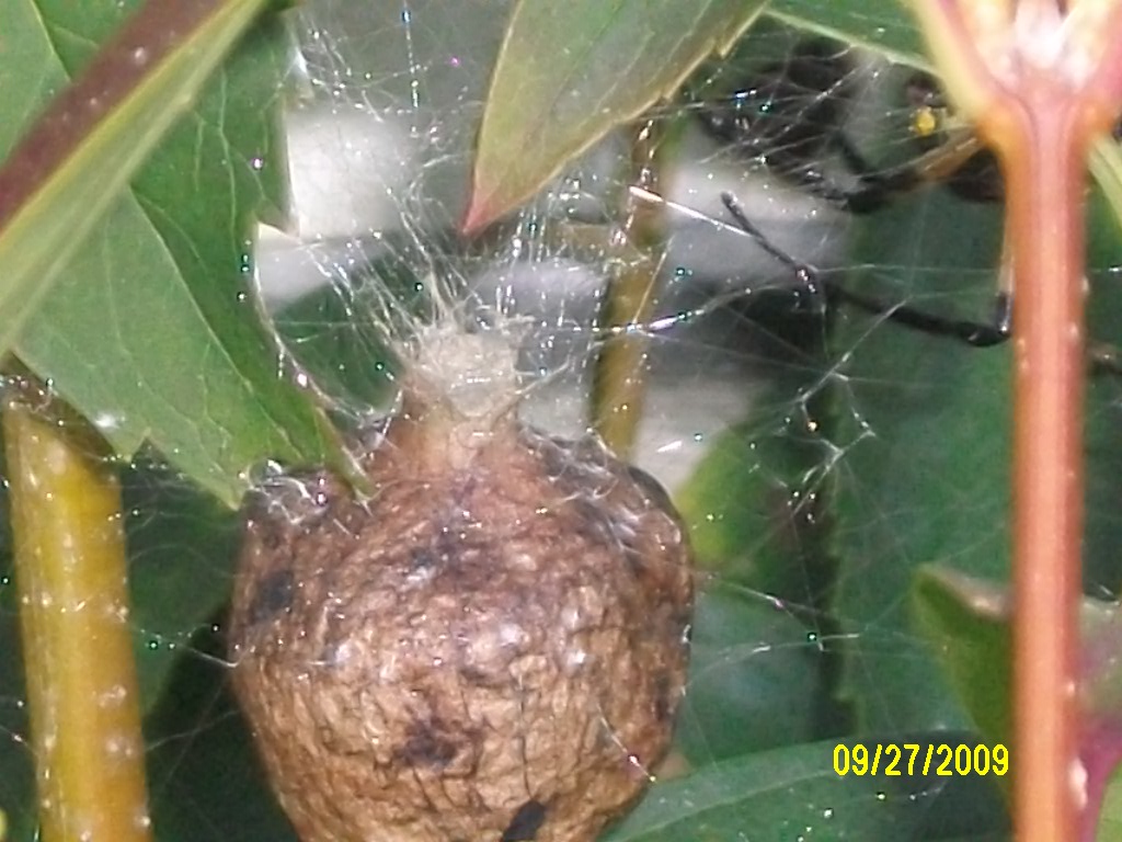 Egg Sac