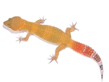 Super Hypo Tangerine Carrot@09Baby