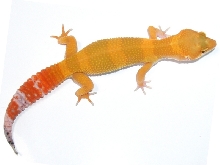 Super Hypo Tangerine Carrot@09Baby