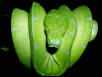 2.5 year old CB Sorong