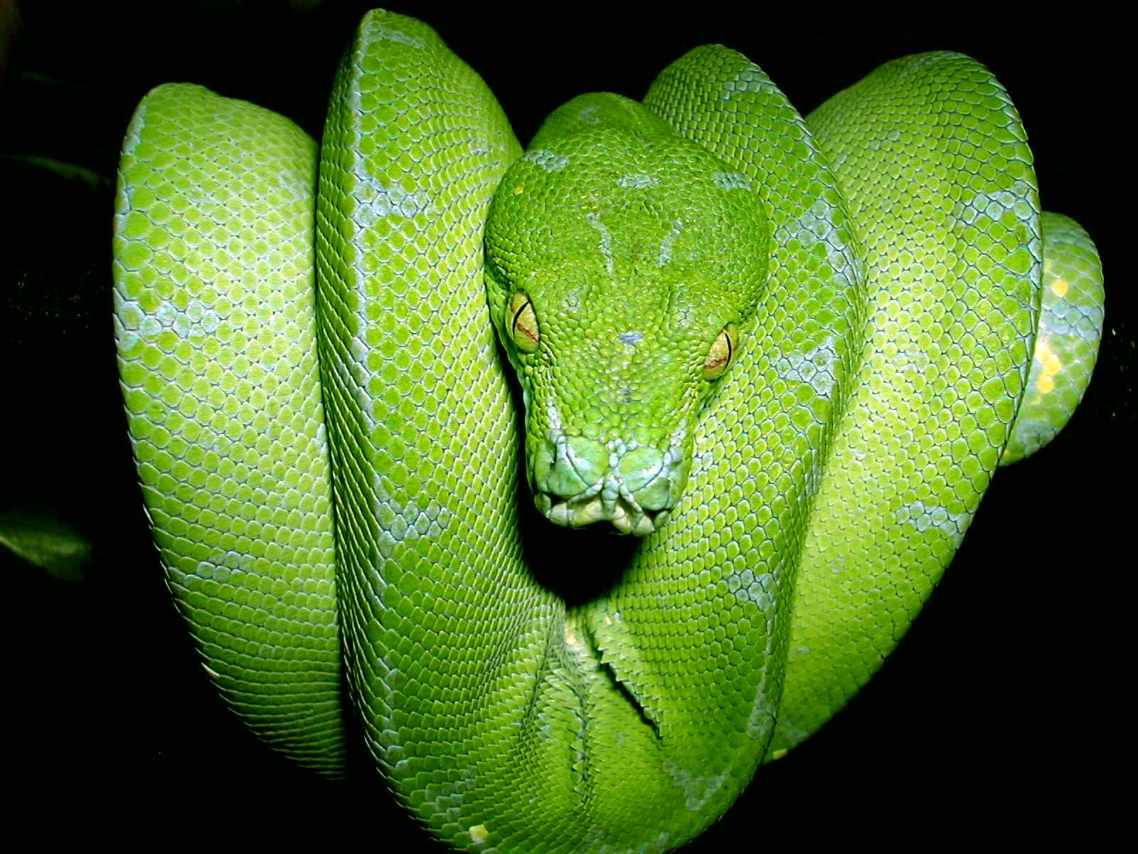 2.5 year old CB Sorong