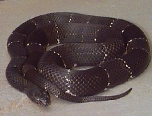 WC Langrty Male alterna