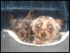 JayDee Jr. with his little puppy friend, Precious.