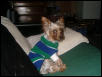 My yorkie puppy, JayDee Jr.