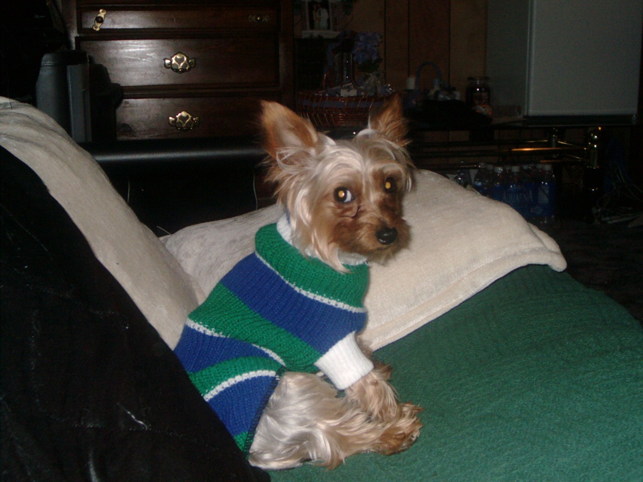 My yorkie puppy, JayDee Jr.