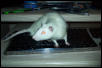World's First Typing Rat
