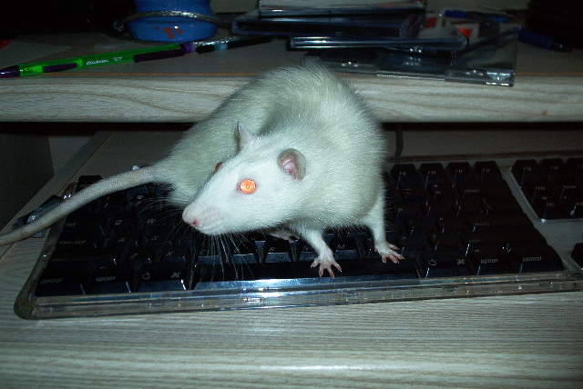 World's First Typing Rat