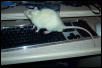Rat