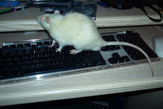 Rat