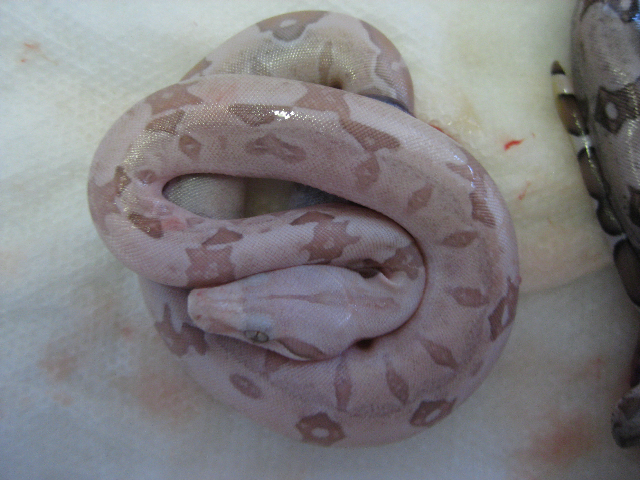 09 female t positive