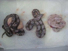 09 motley het t positive litter