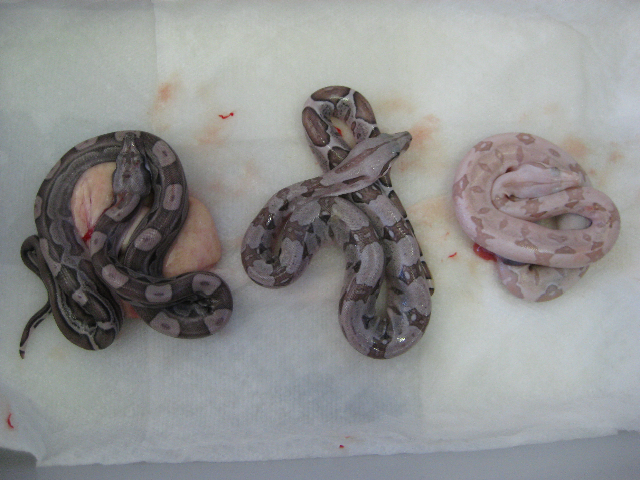 09 motley het t positive litter