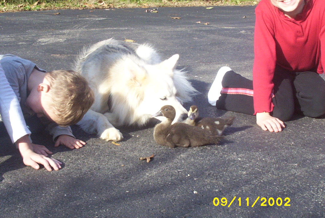Babysitting