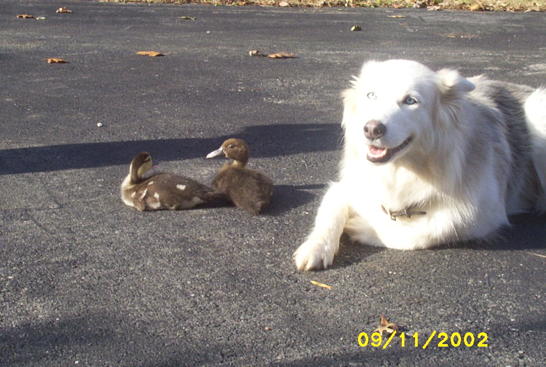 Babysitting