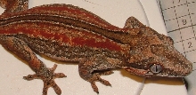 red stripe female 48g