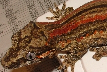 44g female red stripe
