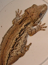 64 g female