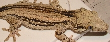 female 54g