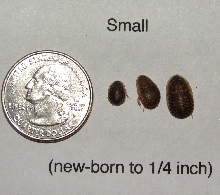 small dubia