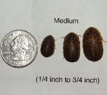 med dubia