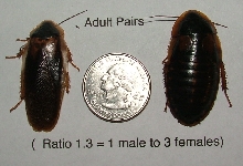 adult dubia