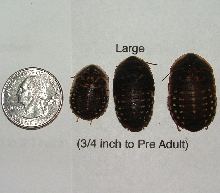 large dubia