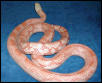 Female Amel Blk Ratsnake