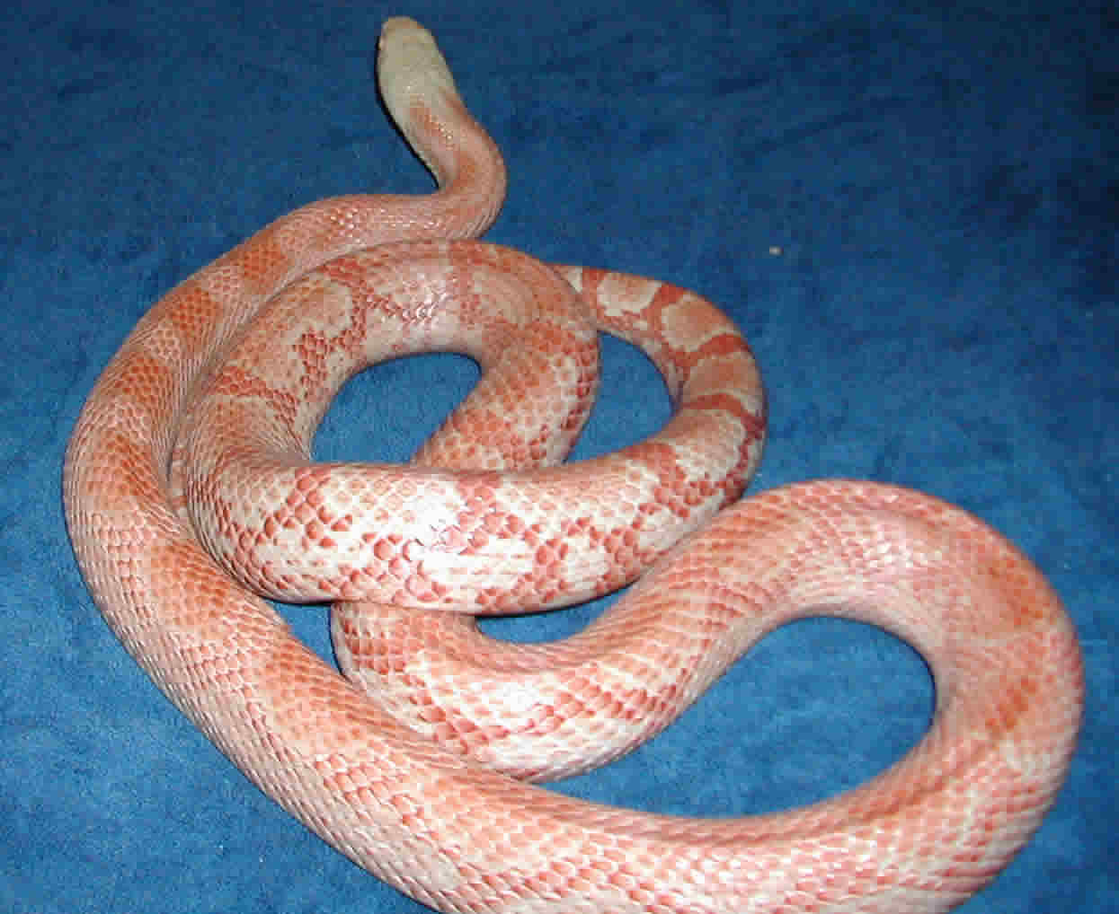 Female Amel Blk Ratsnake