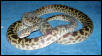 Female Spotted Python #1