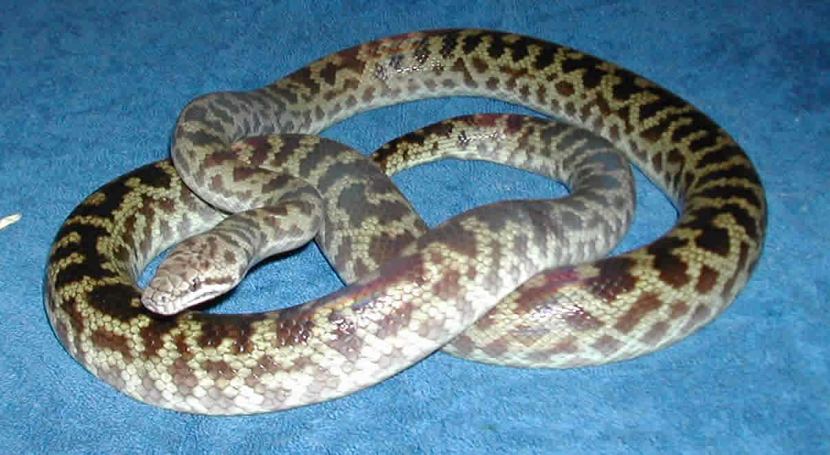 Female Spotted Python #1