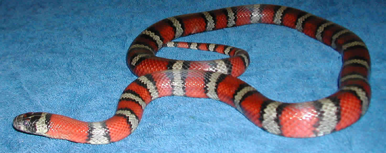 Female Thayeri