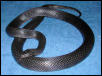 Male Melanistic Thayeri