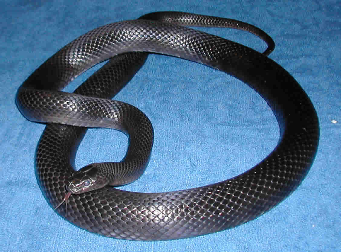Male Melanistic Thayeri